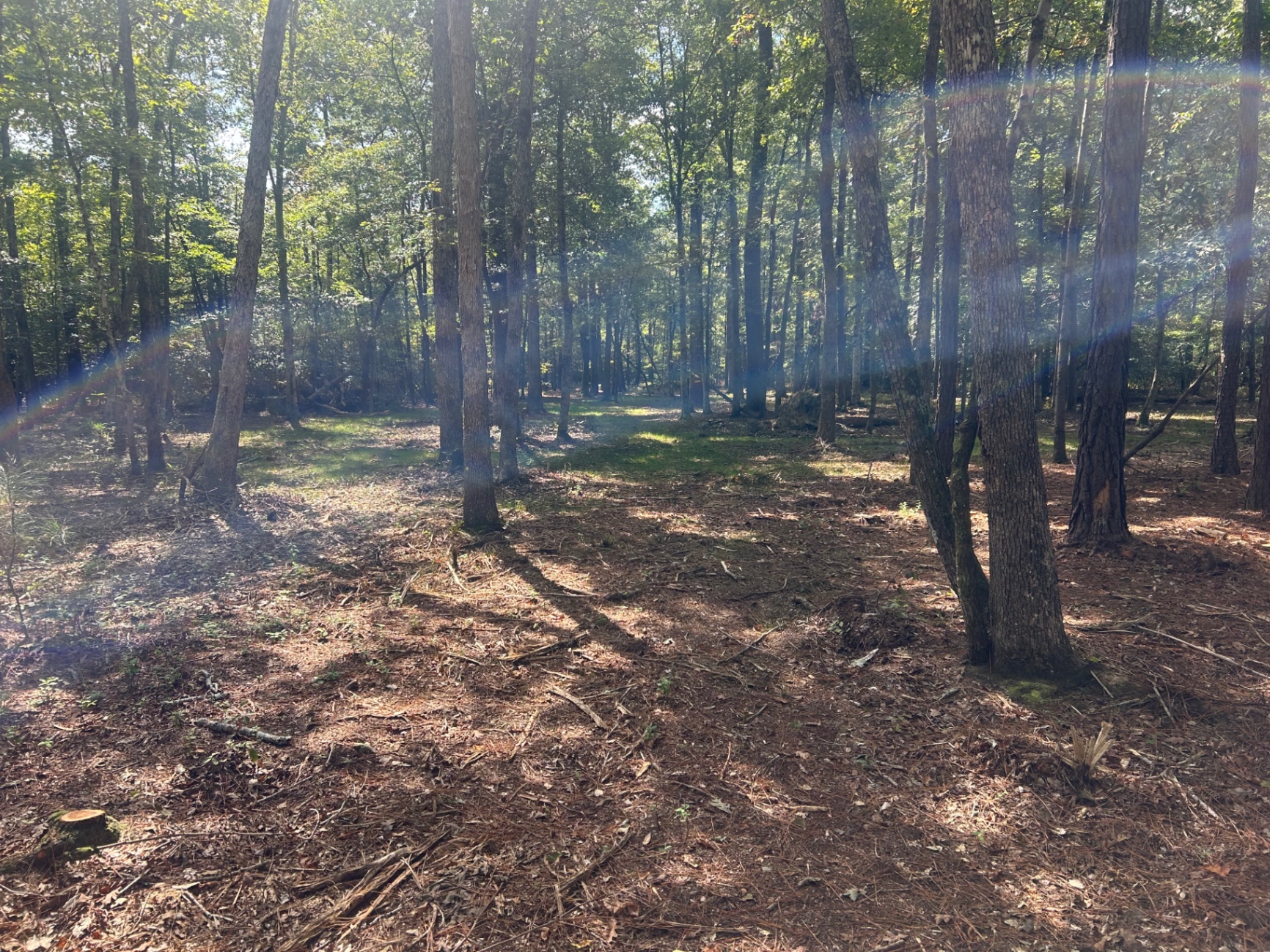 Cleared wooded area with brush removed and open space created for property use